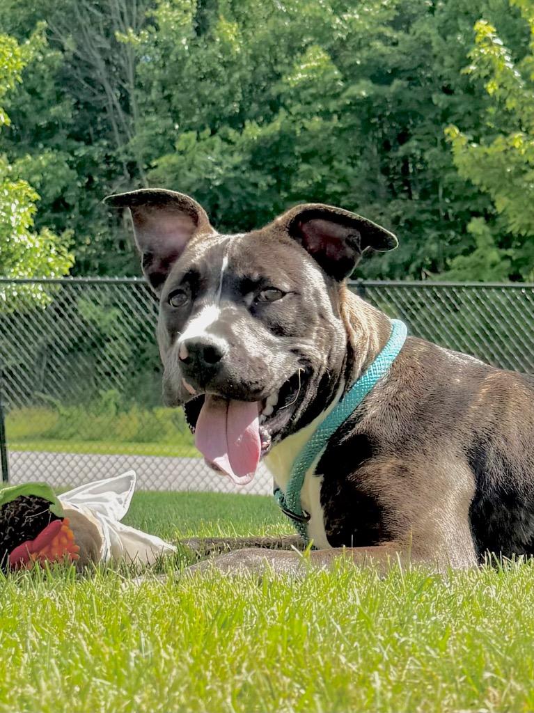 Enlarge DENNIS, a Adoptable Terrier in Wintersville, OH image 2/6