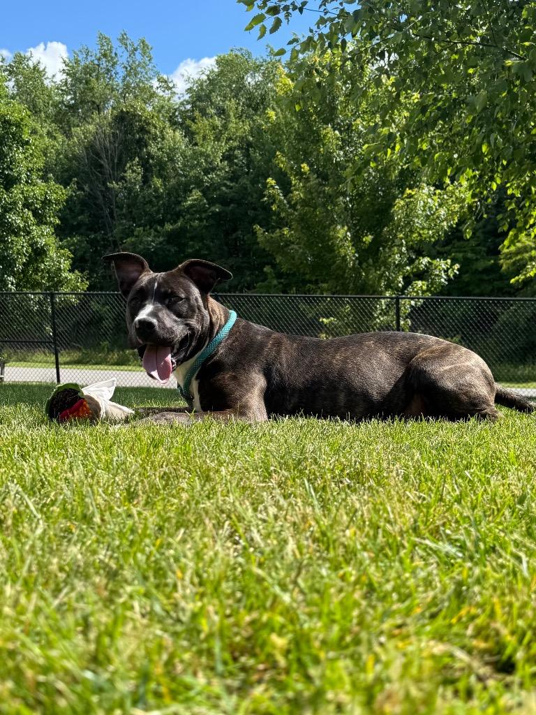 Enlarge DENNIS, a Adoptable Terrier in Wintersville, OH image 3/6
