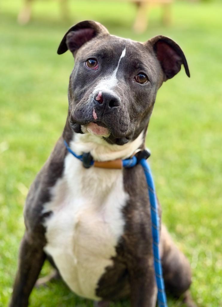 DENNIS, a Adoptable Terrier in Wintersville, OH image 2/3