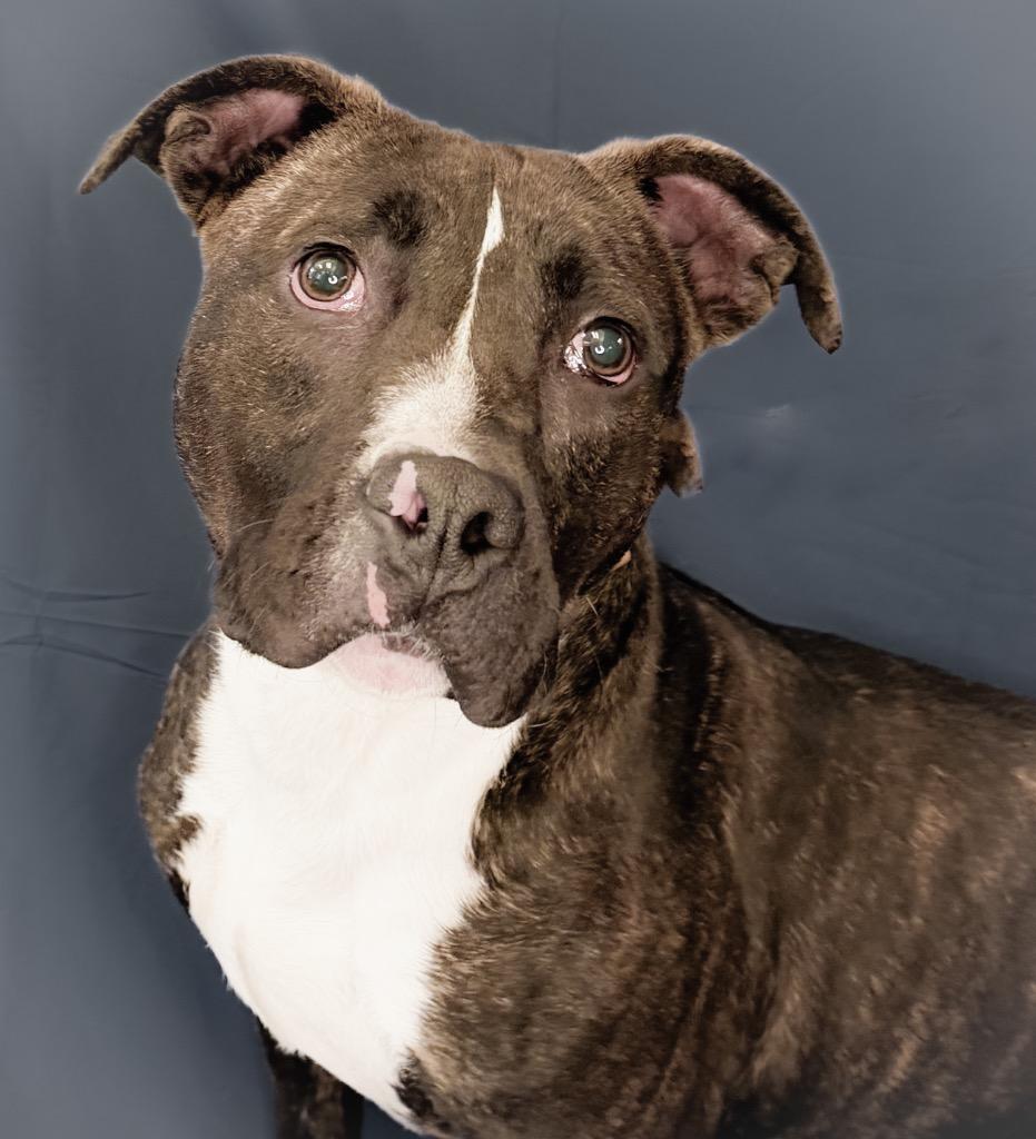 Enlarge DENNIS, a Adoptable Terrier in Wintersville, OH image 5/6