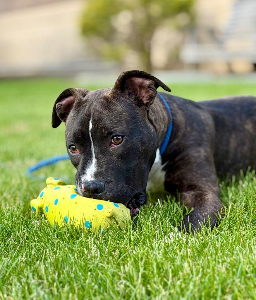 DENNIS, a Adoptable Terrier in Wintersville, OH image 3/3