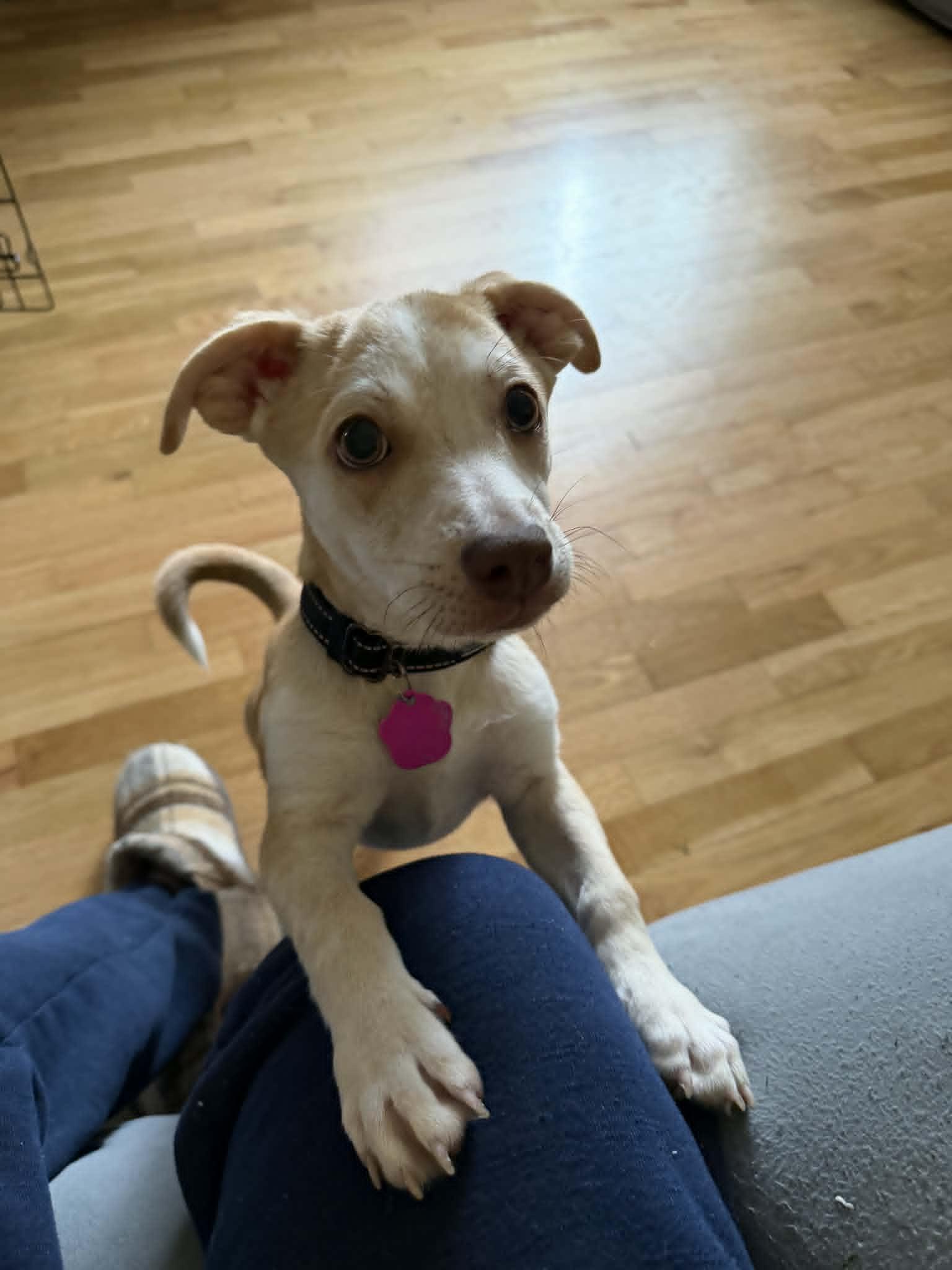 Enlarge Liam, a ADOPTABLE mixed breed in Kalamazoo, MI image 6/6