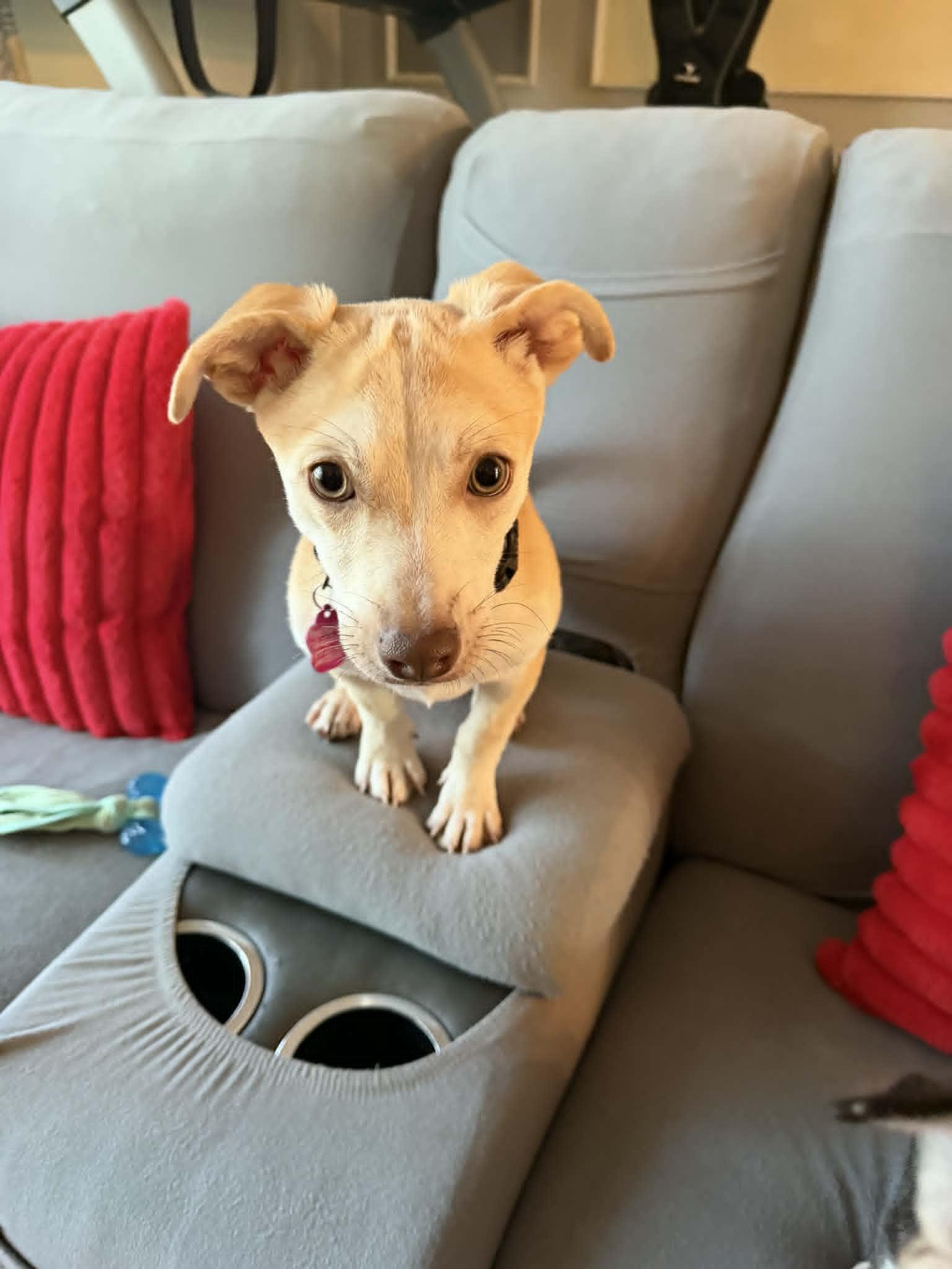 Enlarge Liam, a ADOPTABLE mixed breed in Kalamazoo, MI image 2/6