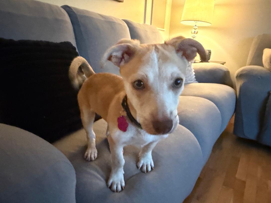 Enlarge Liam, a ADOPTABLE mixed breed in Kalamazoo, MI image 4/6