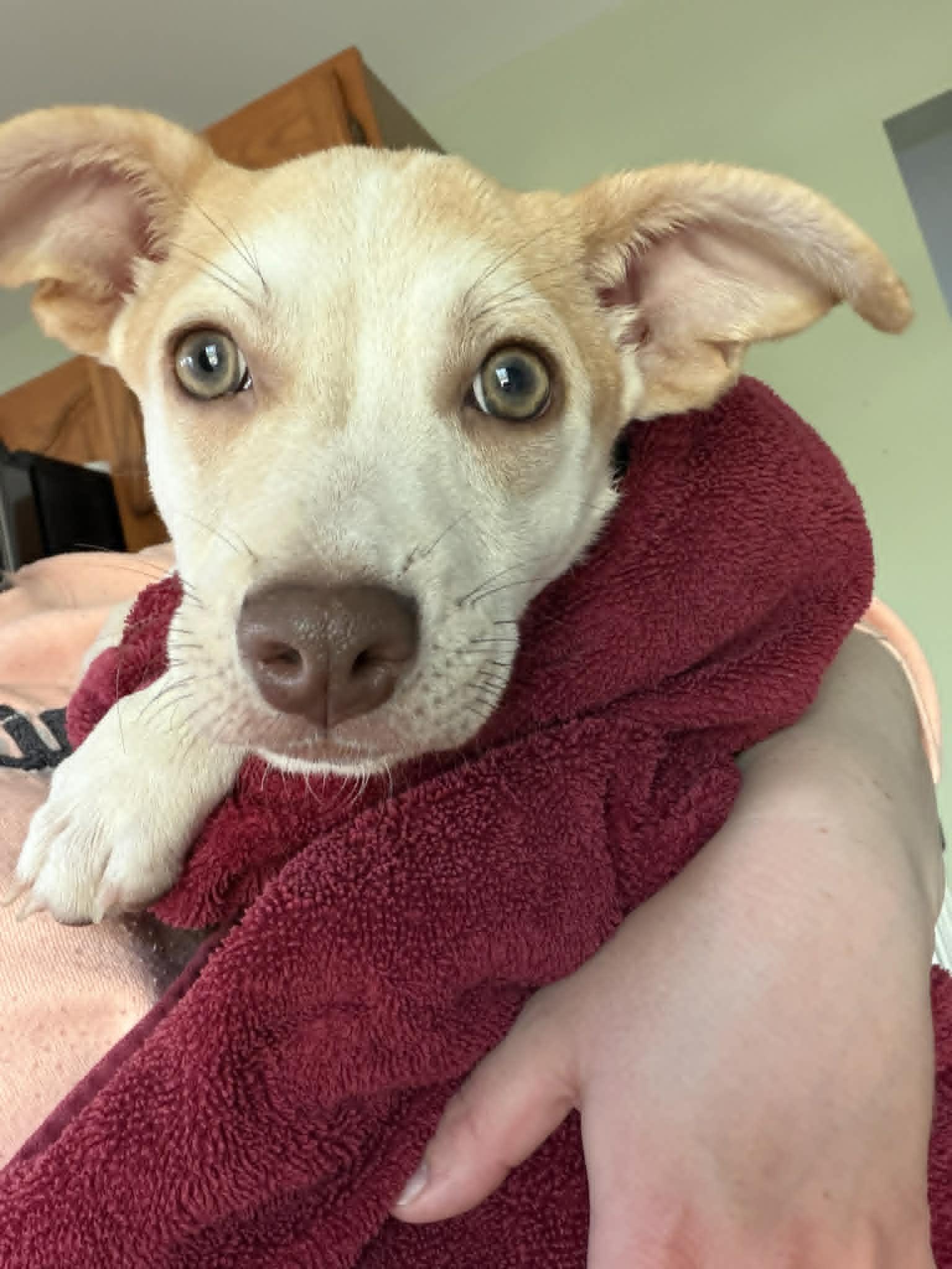 Enlarge Liam, a ADOPTABLE mixed breed in Kalamazoo, MI image 1/6