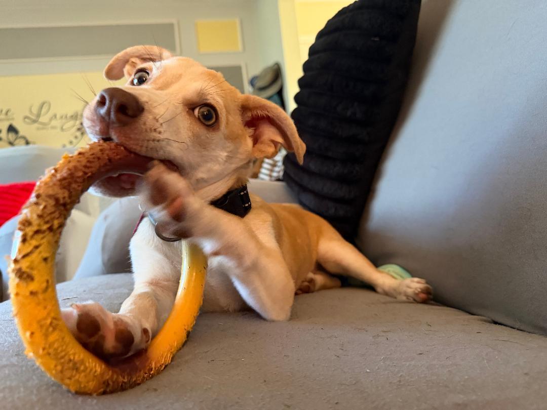 Enlarge Liam, a ADOPTABLE mixed breed in Kalamazoo, MI image 3/6