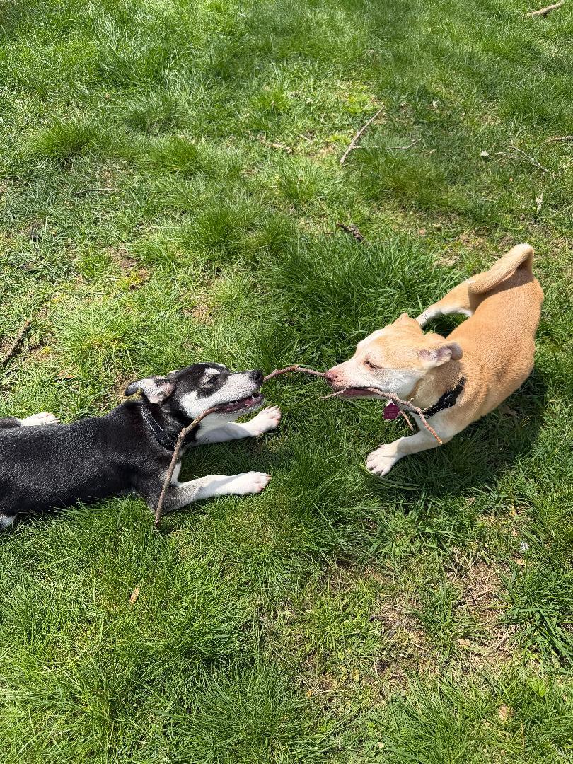 Enlarge Liam, a ADOPTABLE mixed breed in Kalamazoo, MI image 5/6