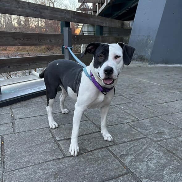 Sallie, an adoptable mixed breed in Cumberland, RI image 2/6