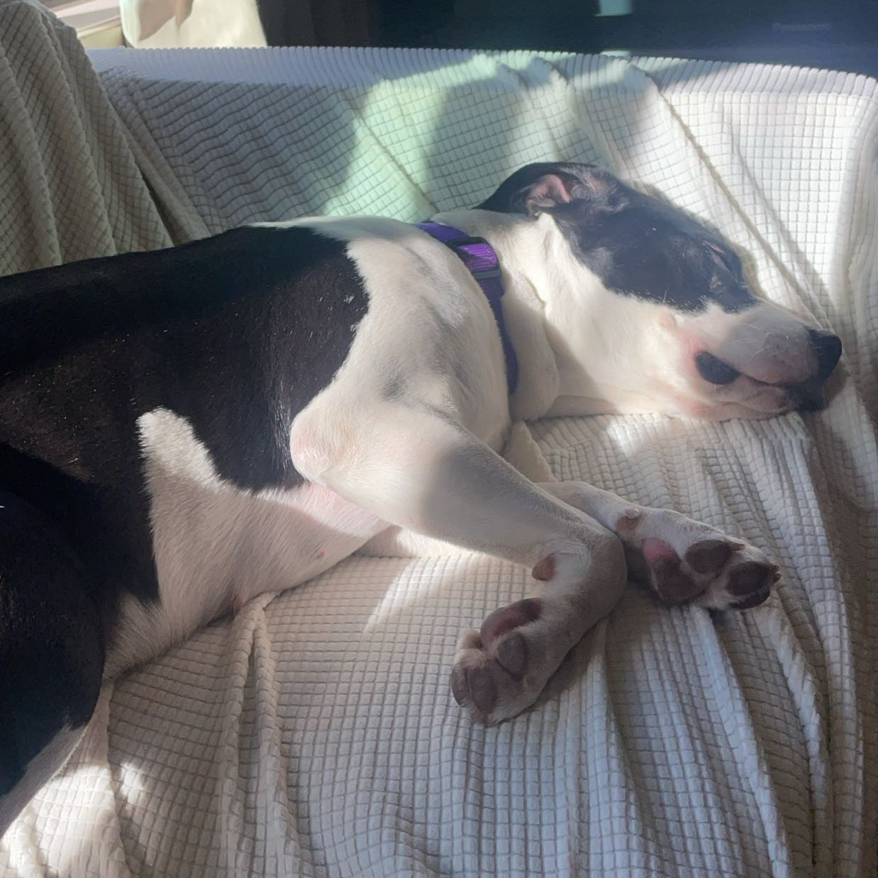 Sallie, an adoptable mixed breed in Cumberland, RI image 5/6