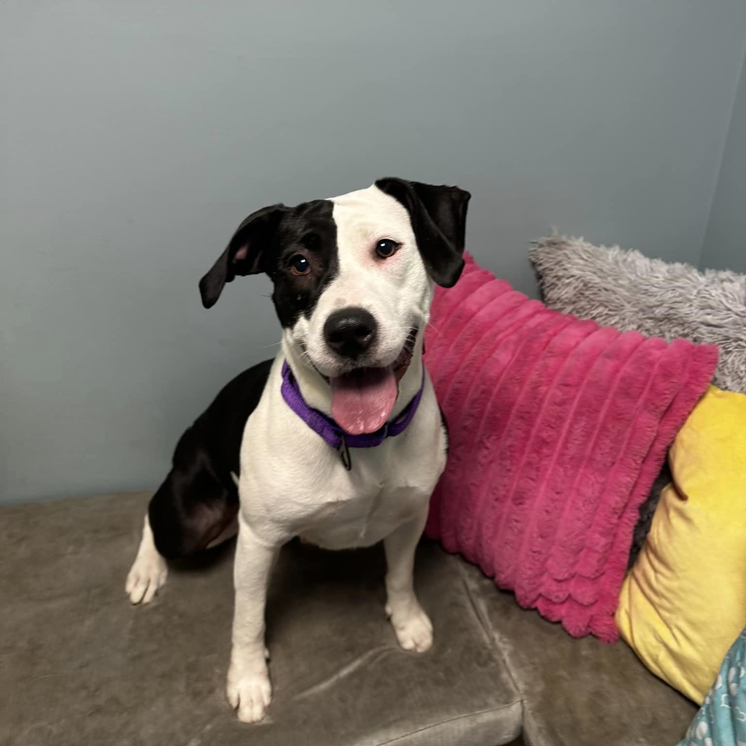 Sallie, an adoptable mixed breed in Cumberland, RI image 3/6