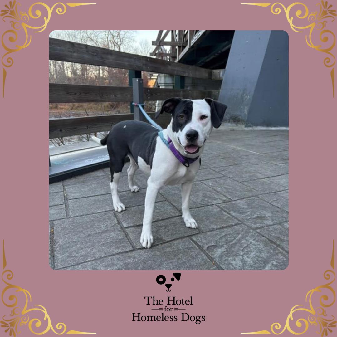 Sallie, an adoptable mixed breed in Cumberland, RI image 1/6