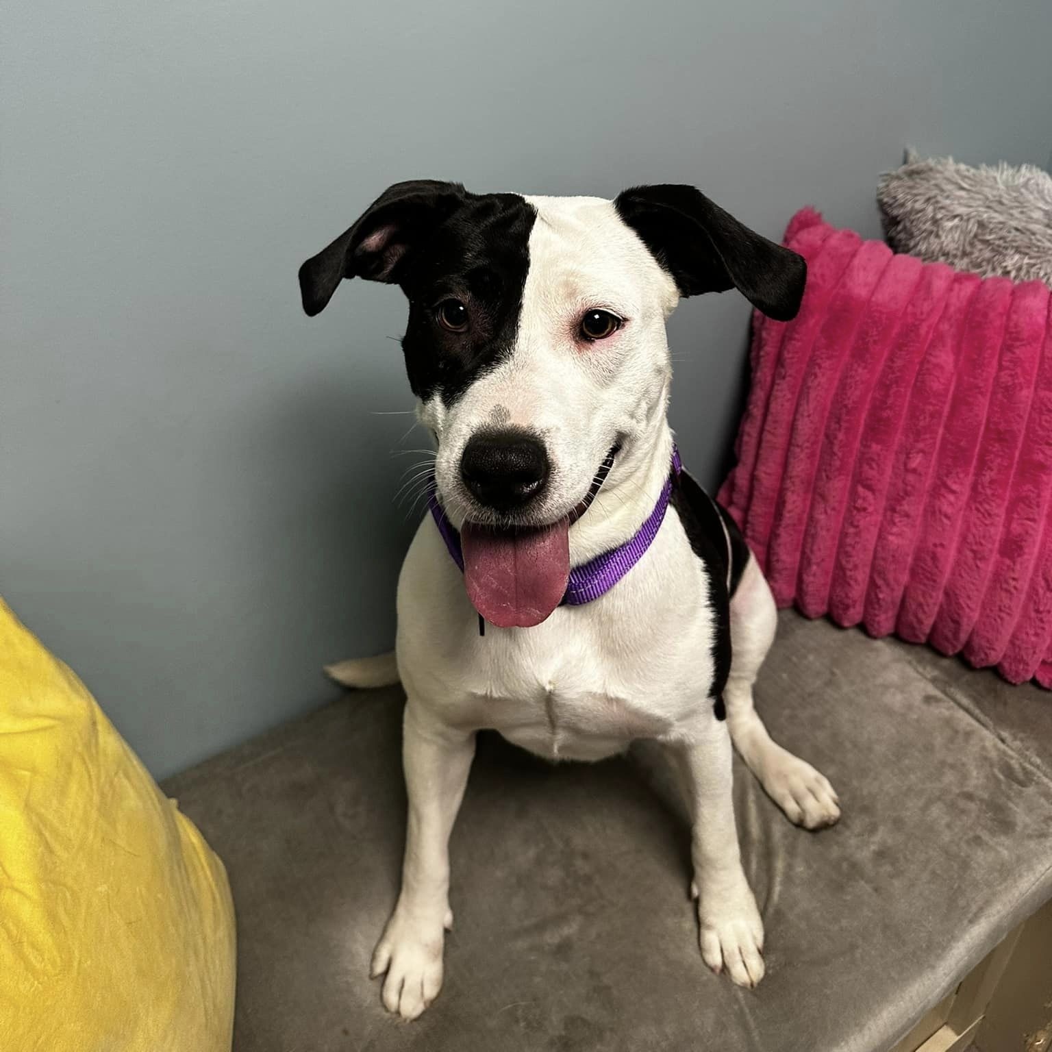 Sallie, an adoptable mixed breed in Cumberland, RI image 4/6