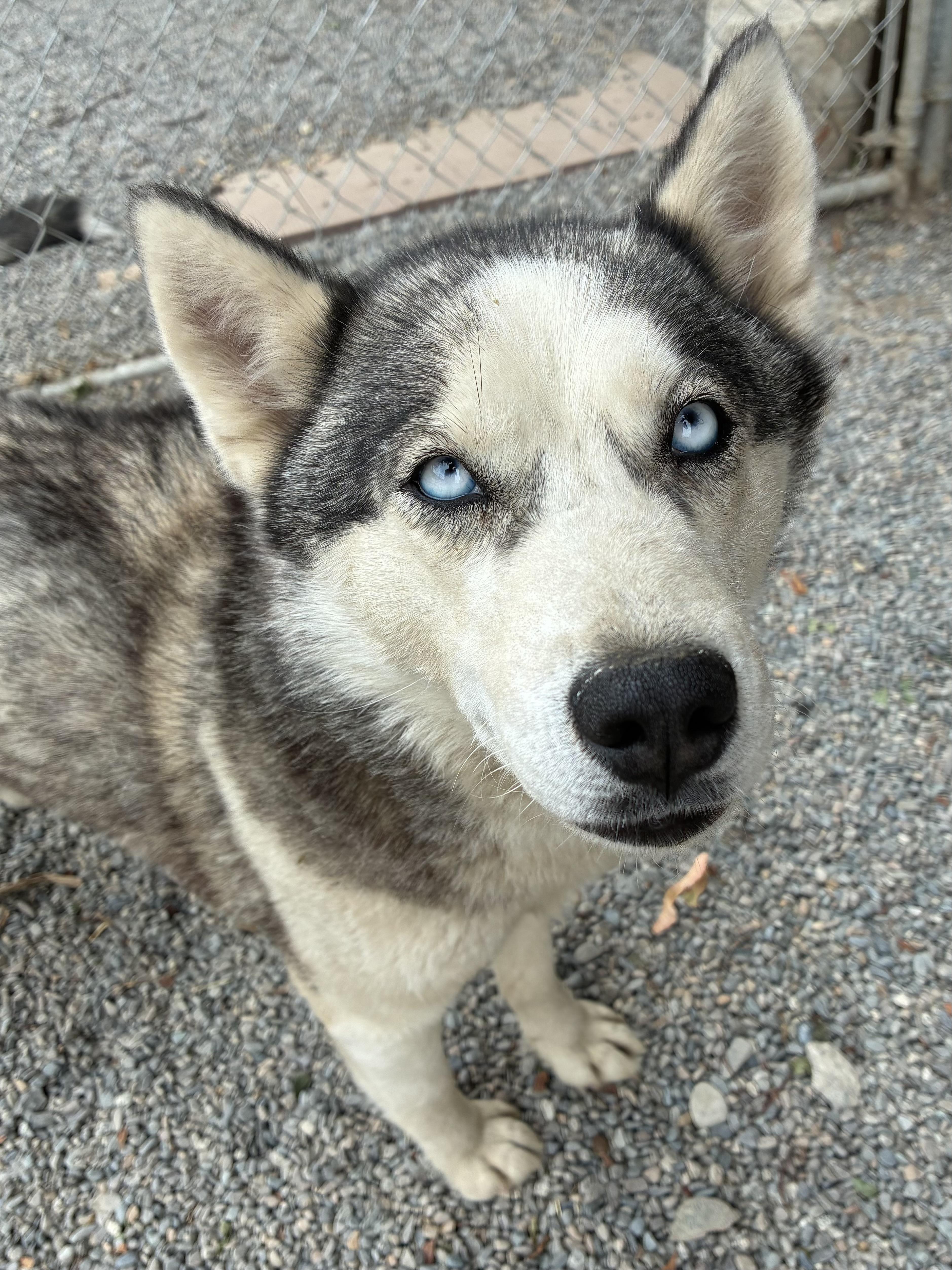 Mishki, ADOPTABLE, Adult Female Husky.