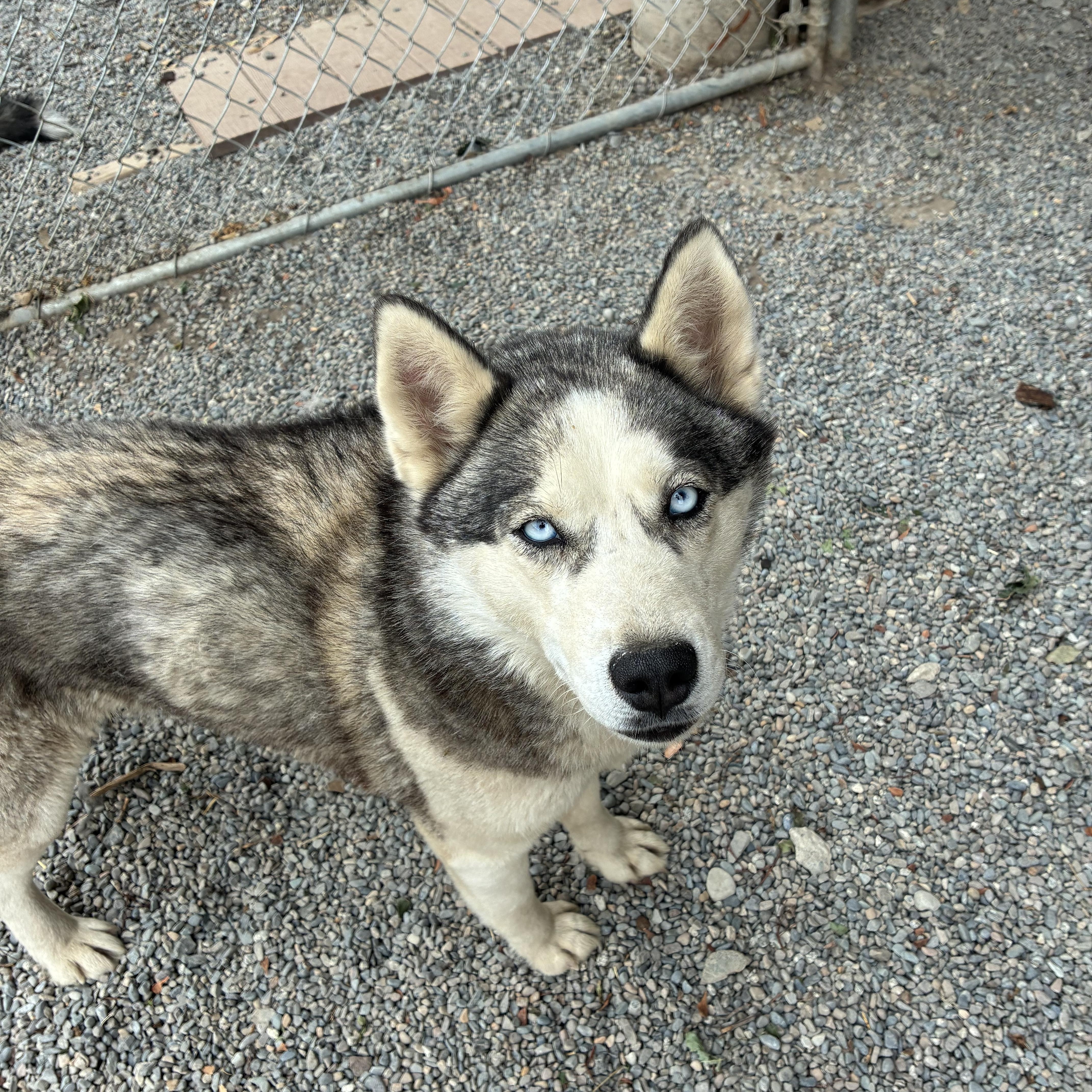 Mishki, a ADOPTABLE mixed breed in Bonners Ferry, ID image 2/3