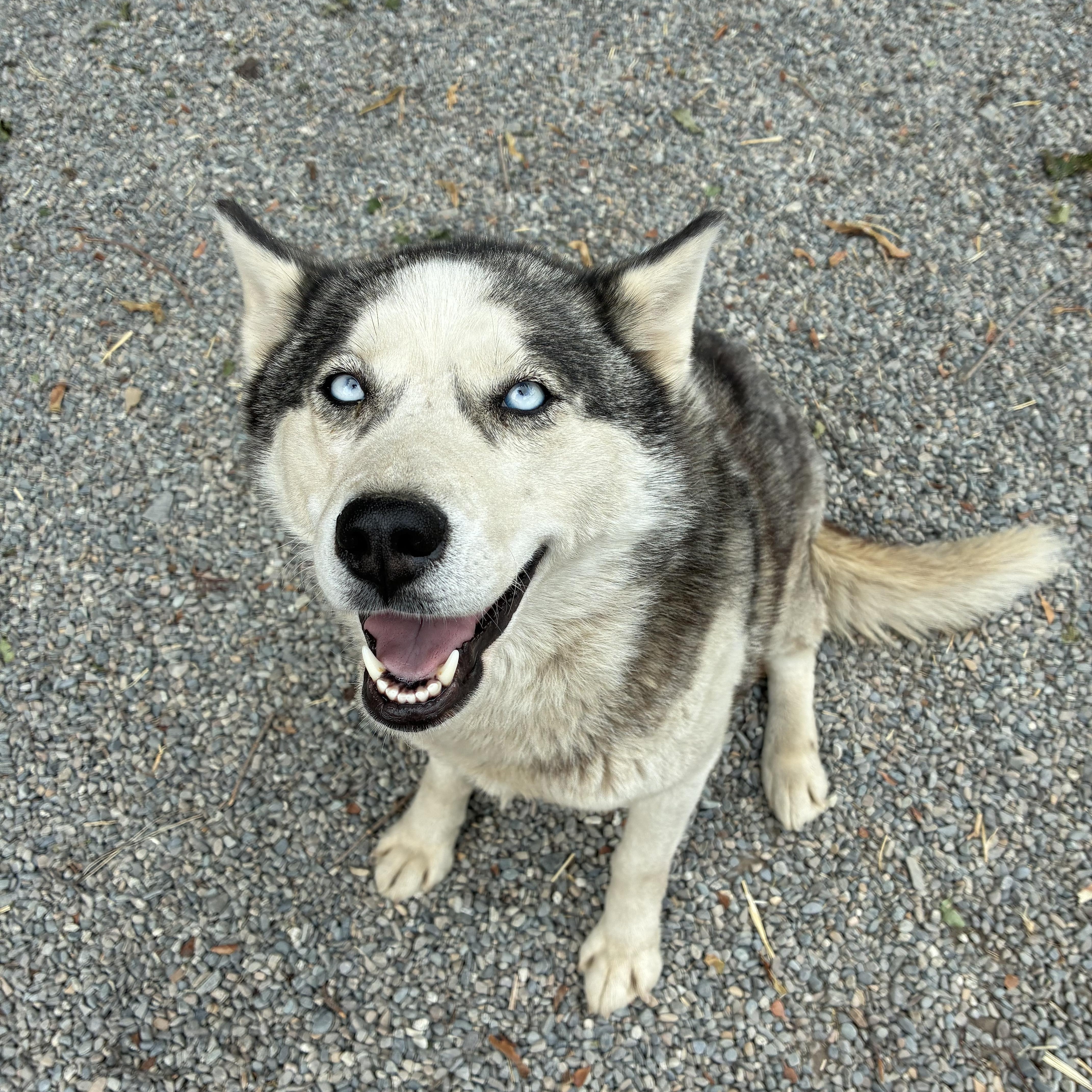Mishki, a ADOPTABLE mixed breed in Bonners Ferry, ID image 3/3