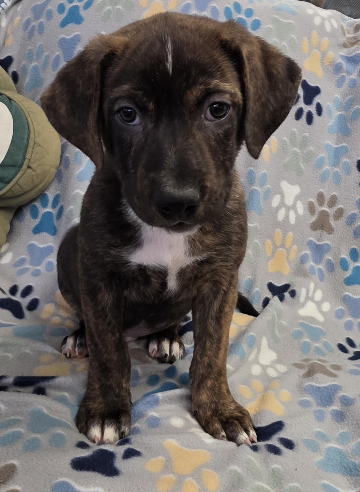 Enlarge Slade, a ADOPTABLE mixed breed in Polson, MT image 1/1