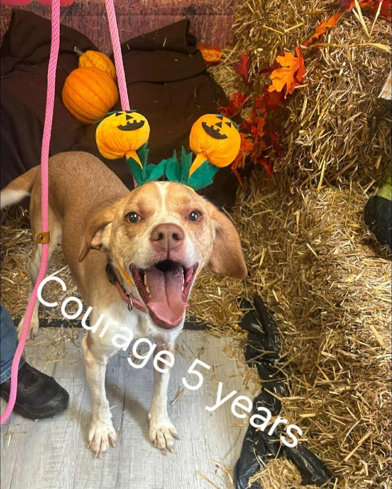 Courage , ADOPTABLE, Adult Male Cocker Spaniel.