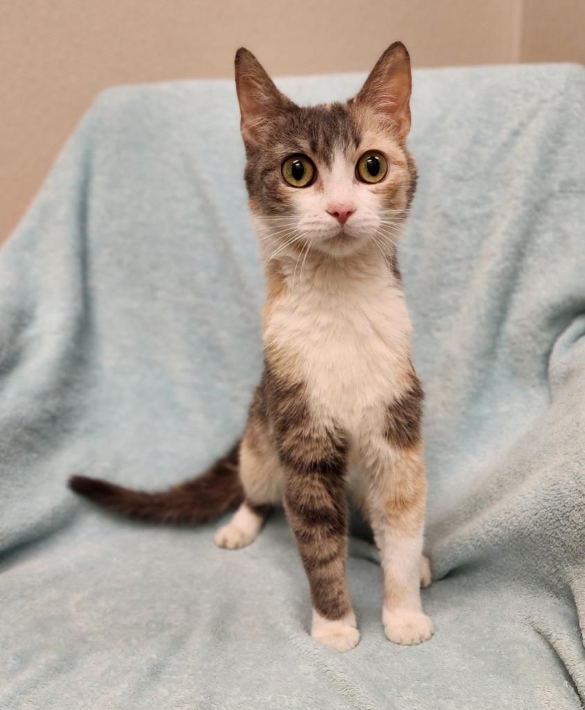 Squeakers, Adoptable, Young Female Domestic Short Hair.