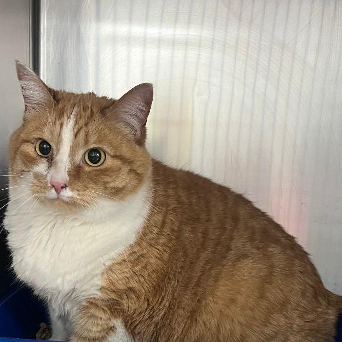 Enlarge Lucky, a Adoptable Domestic Short Hair in Idaho Falls, ID image 1/3