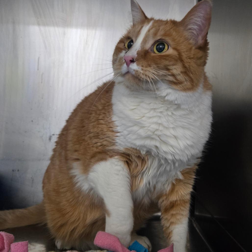 Enlarge Lucky, a Adoptable Domestic Short Hair in Idaho Falls, ID image 2/3