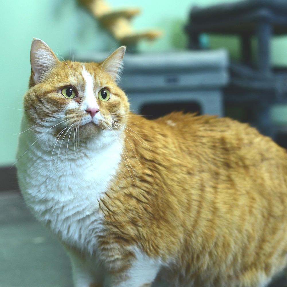 Enlarge Lucky, a Adoptable Domestic Short Hair in Idaho Falls, ID image 3/3