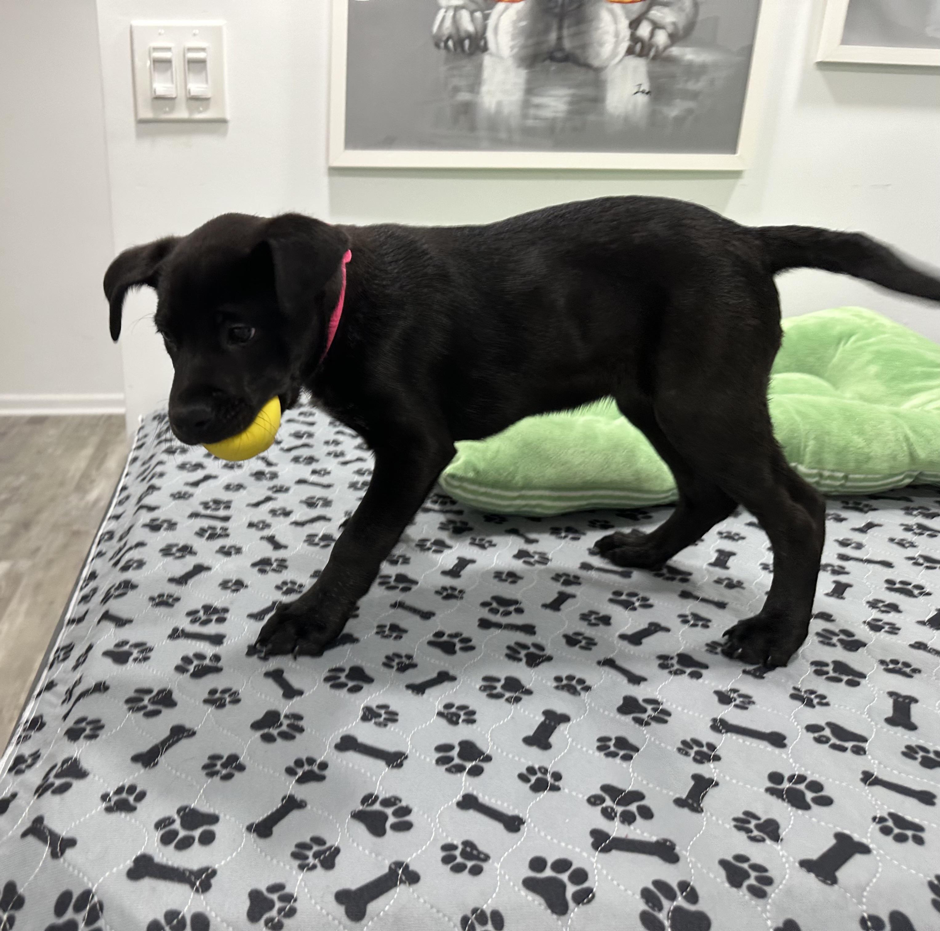 Enlarge Kaylee has been Adopted!!, a Adopted mixed breed in Randolph, NJ image 1/6