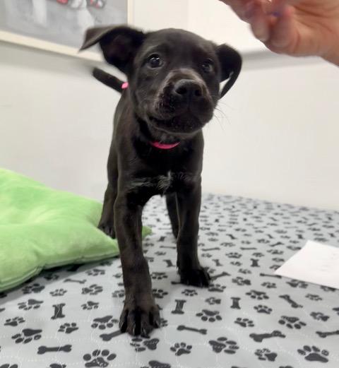 Enlarge Kaylee has been Adopted!!, a Adopted mixed breed in Randolph, NJ image 2/6
