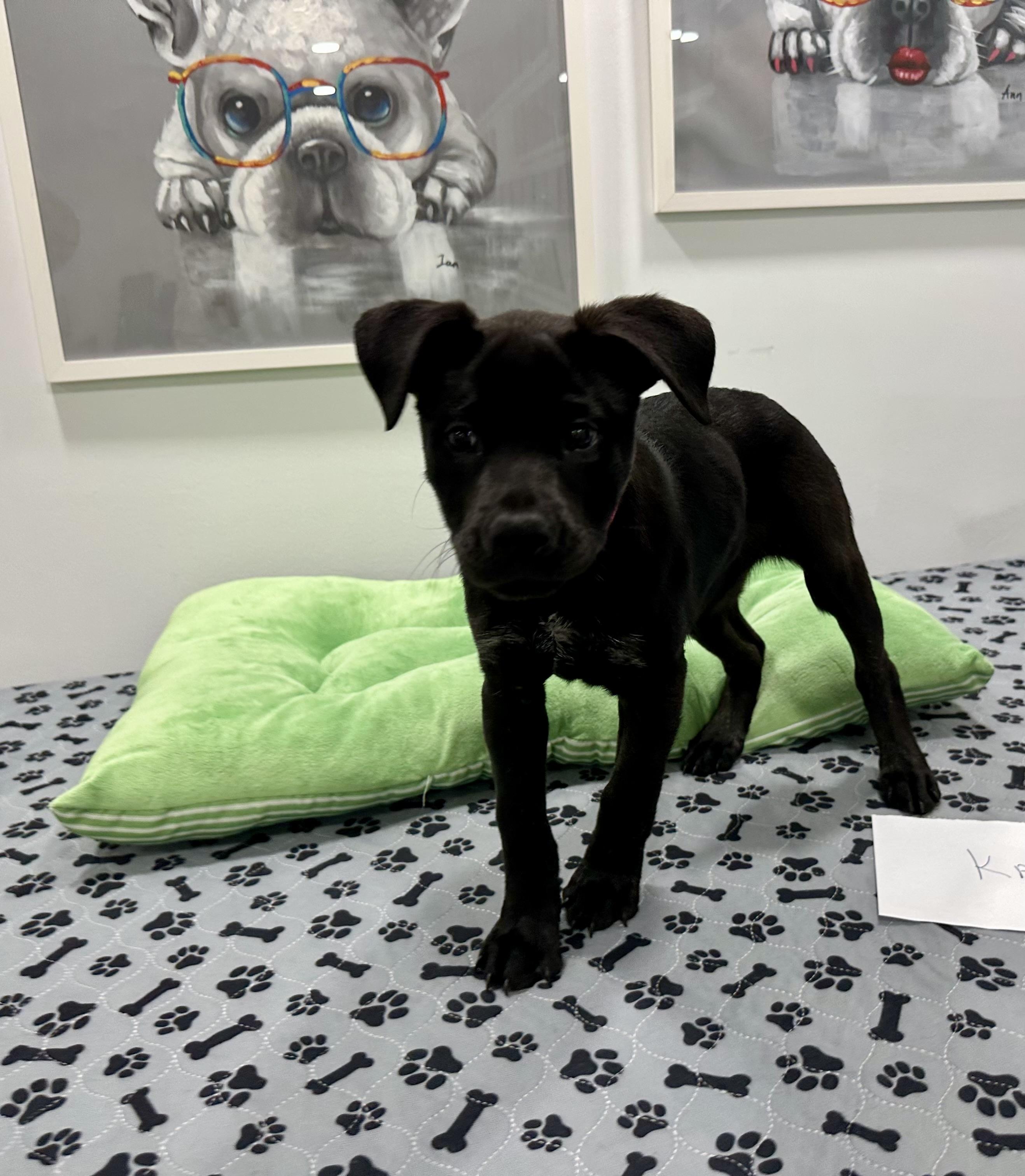 Enlarge Kaylee has been Adopted!!, a Adopted mixed breed in Randolph, NJ image 3/6