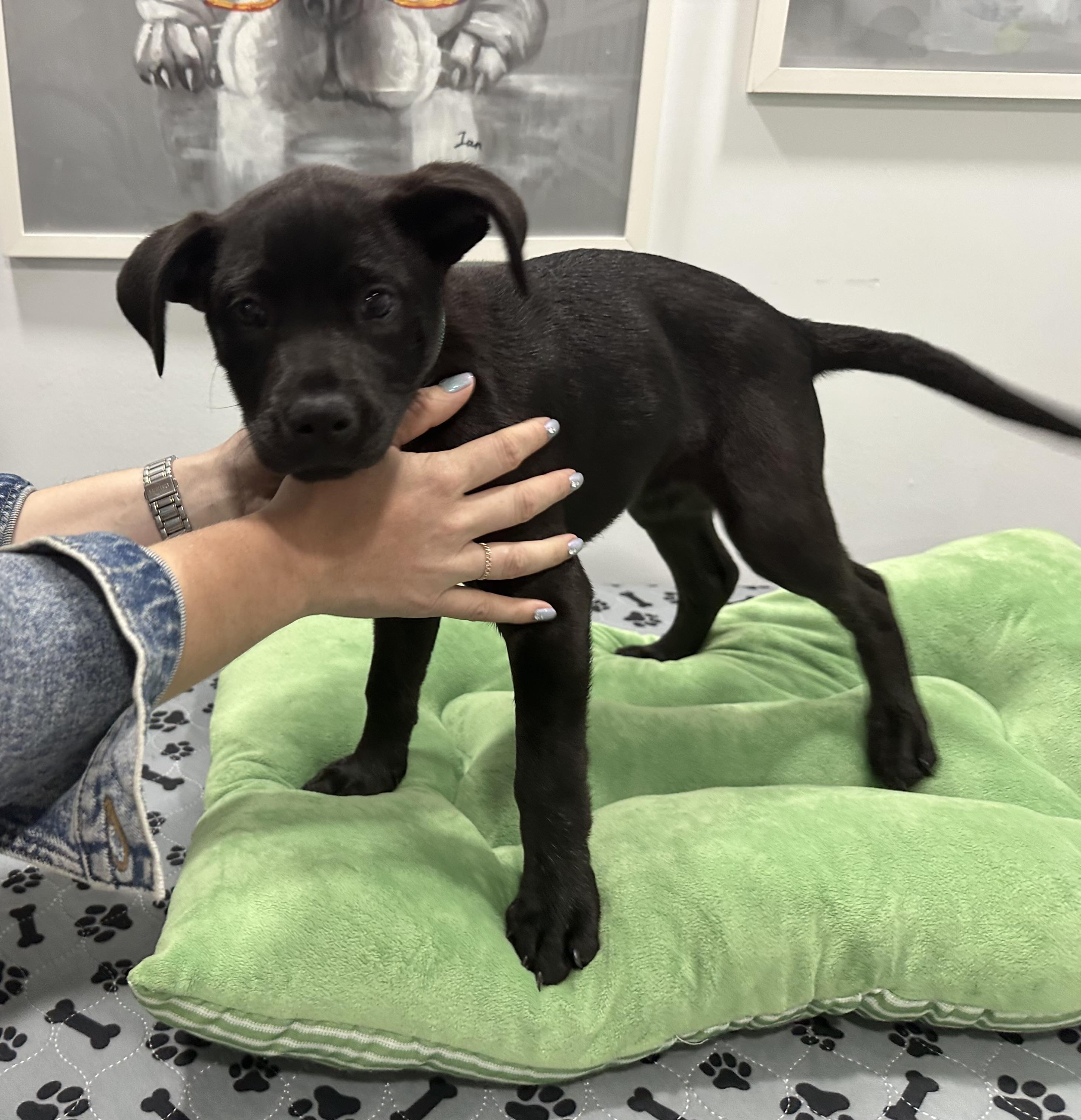 Enlarge Kaylee has been Adopted!!, a Adopted mixed breed in Randolph, NJ image 4/6