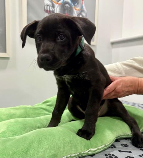 Enlarge Kaylee has been Adopted!!, a Adopted mixed breed in Randolph, NJ image 5/6