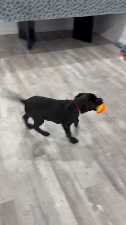 Enlarge Kaylee has been Adopted!!, a Adopted mixed breed in Randolph, NJ video 6/6