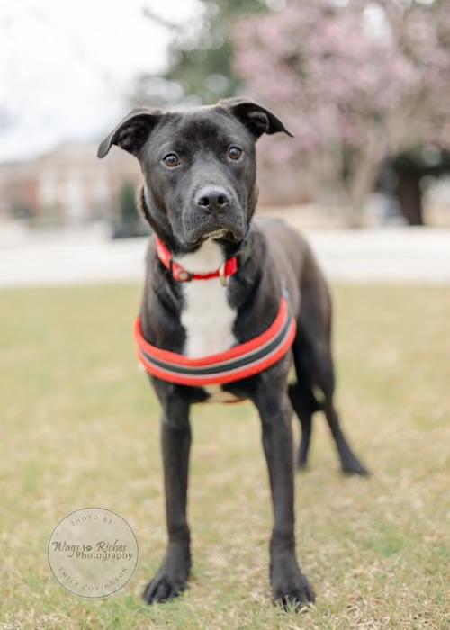 Bagel, Adoptable, Adult Male Black Labrador Retriever & American Bulldog.