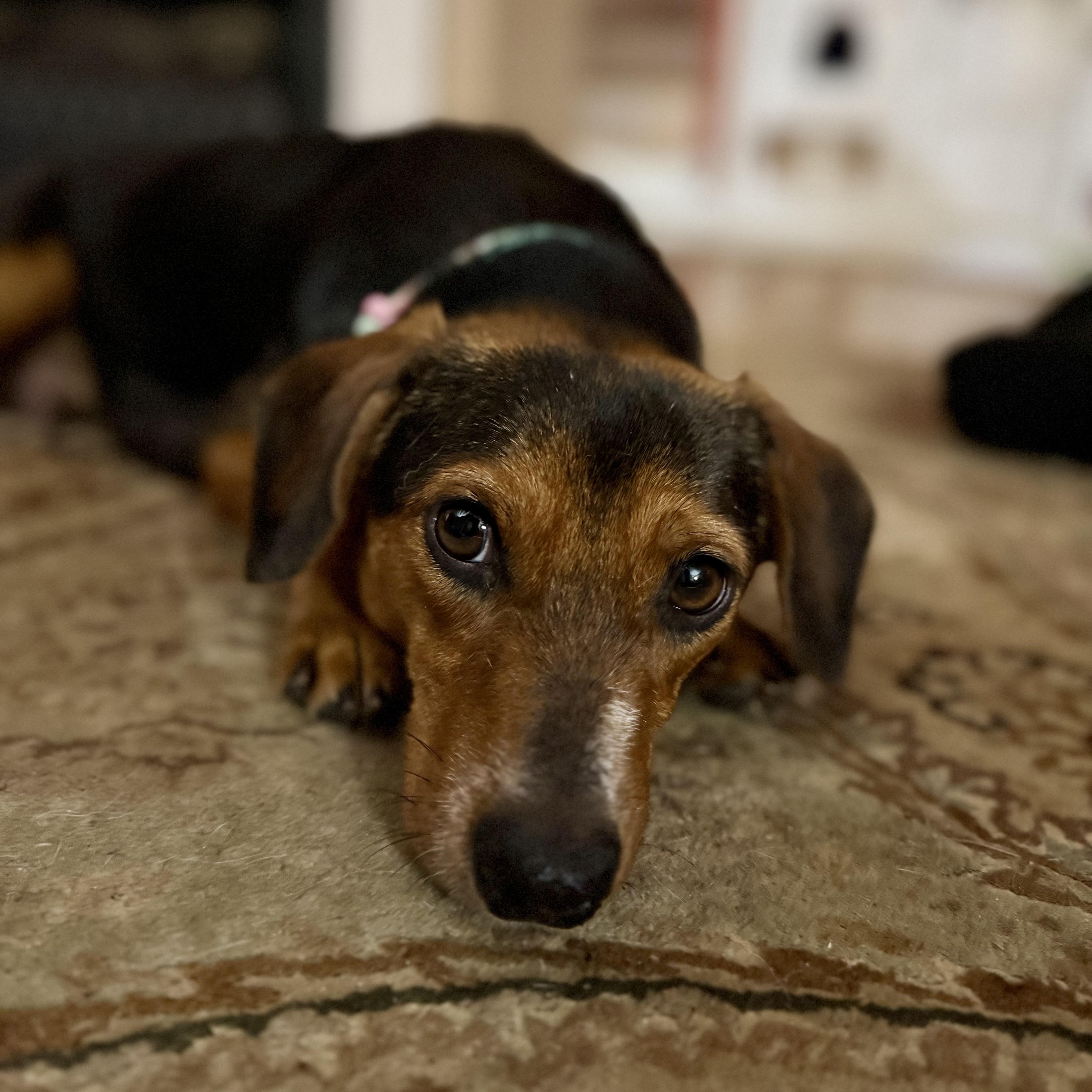 Enlarge Missy, a ADOPTABLE mixed breed in Collingswood, NJ image 3/6