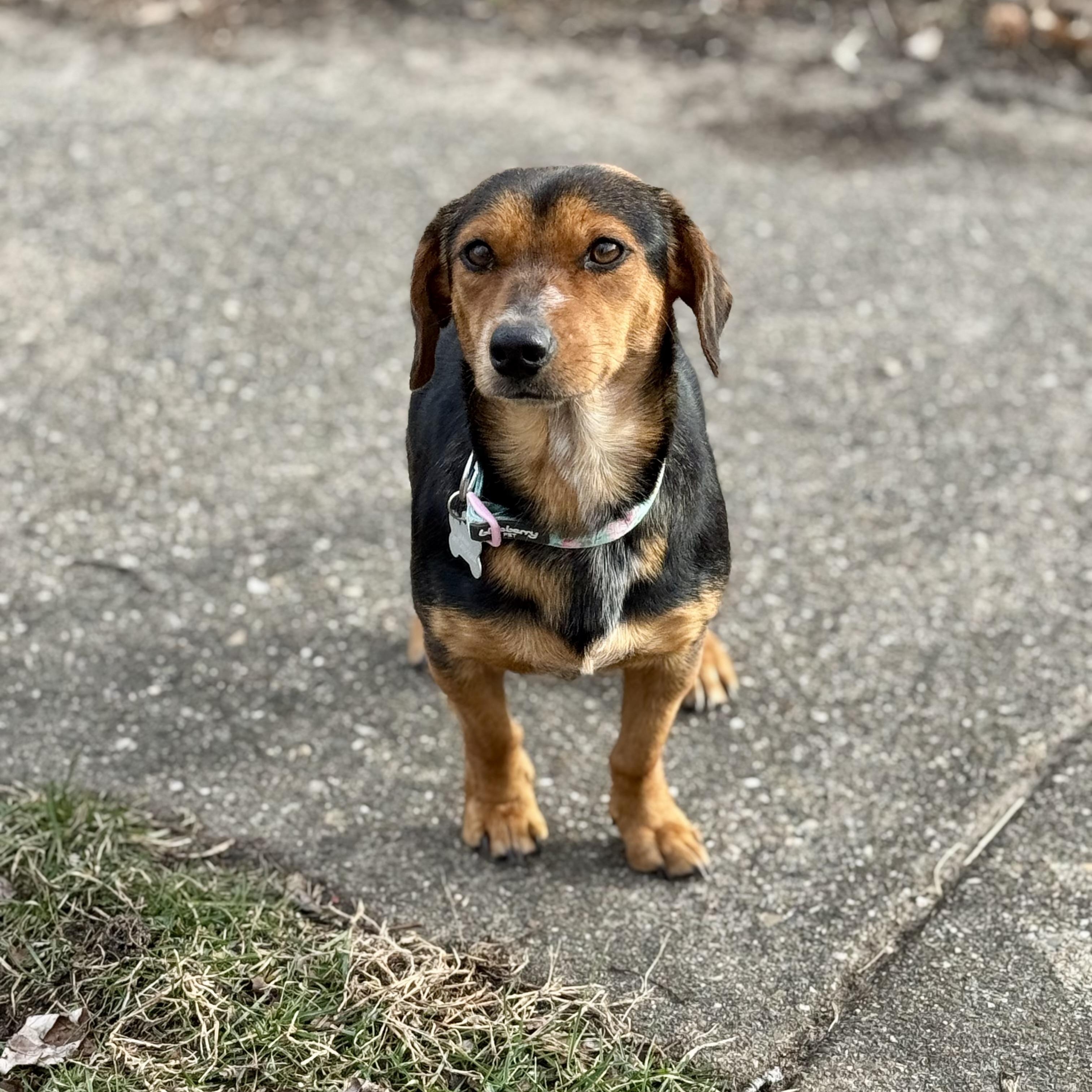 Enlarge Missy, a ADOPTABLE mixed breed in Collingswood, NJ image 5/6