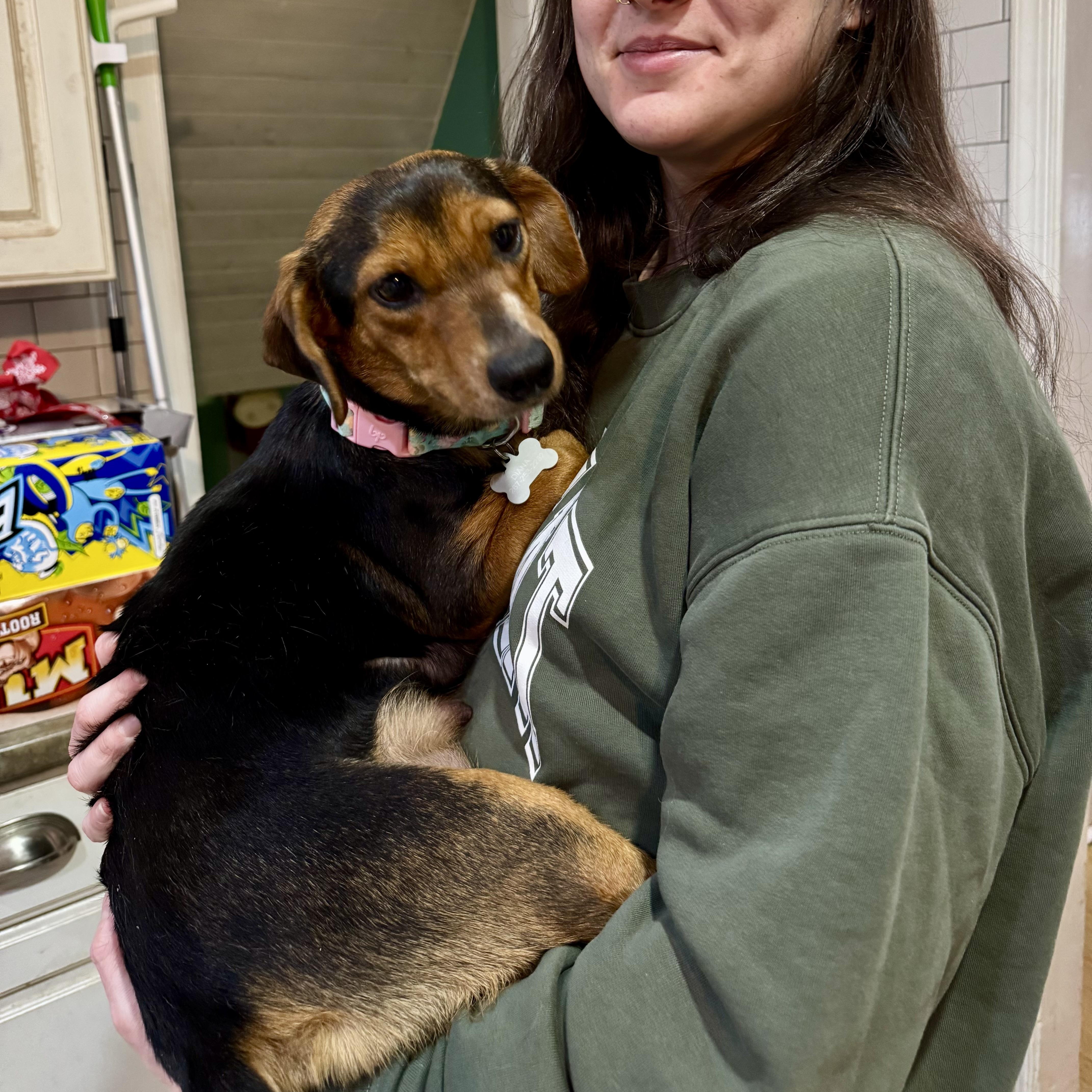 Enlarge Missy, a ADOPTABLE mixed breed in Collingswood, NJ image 2/6