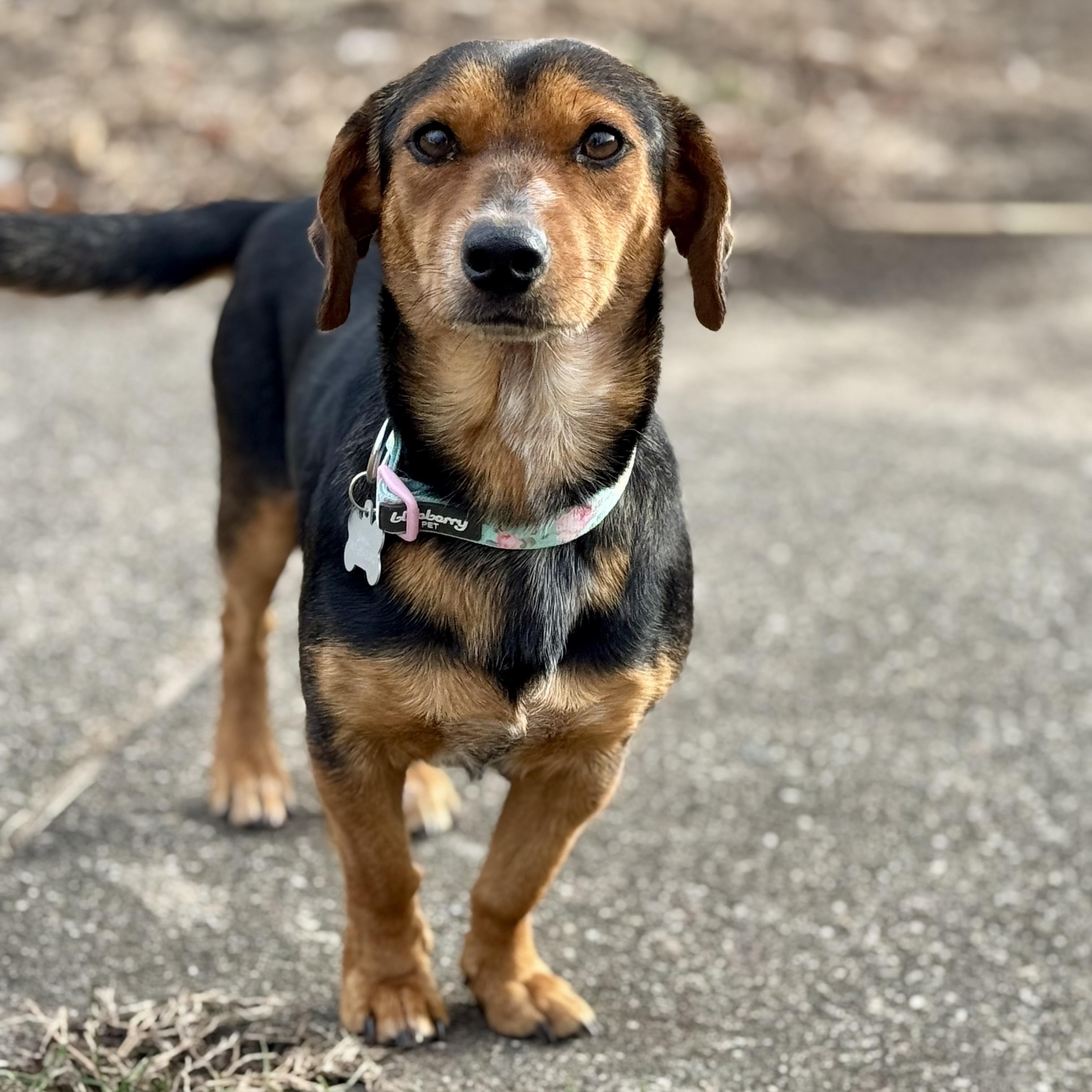 Missy, ADOPTABLE, Adult Female Dachshund.