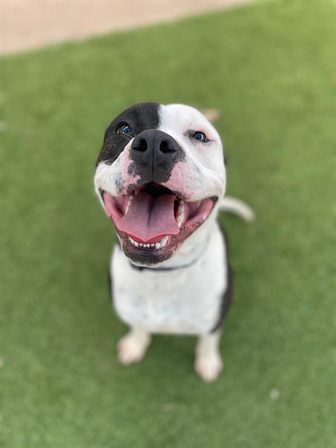 LOVE BUG, Adoptable, Adult Male Mixed Breed.