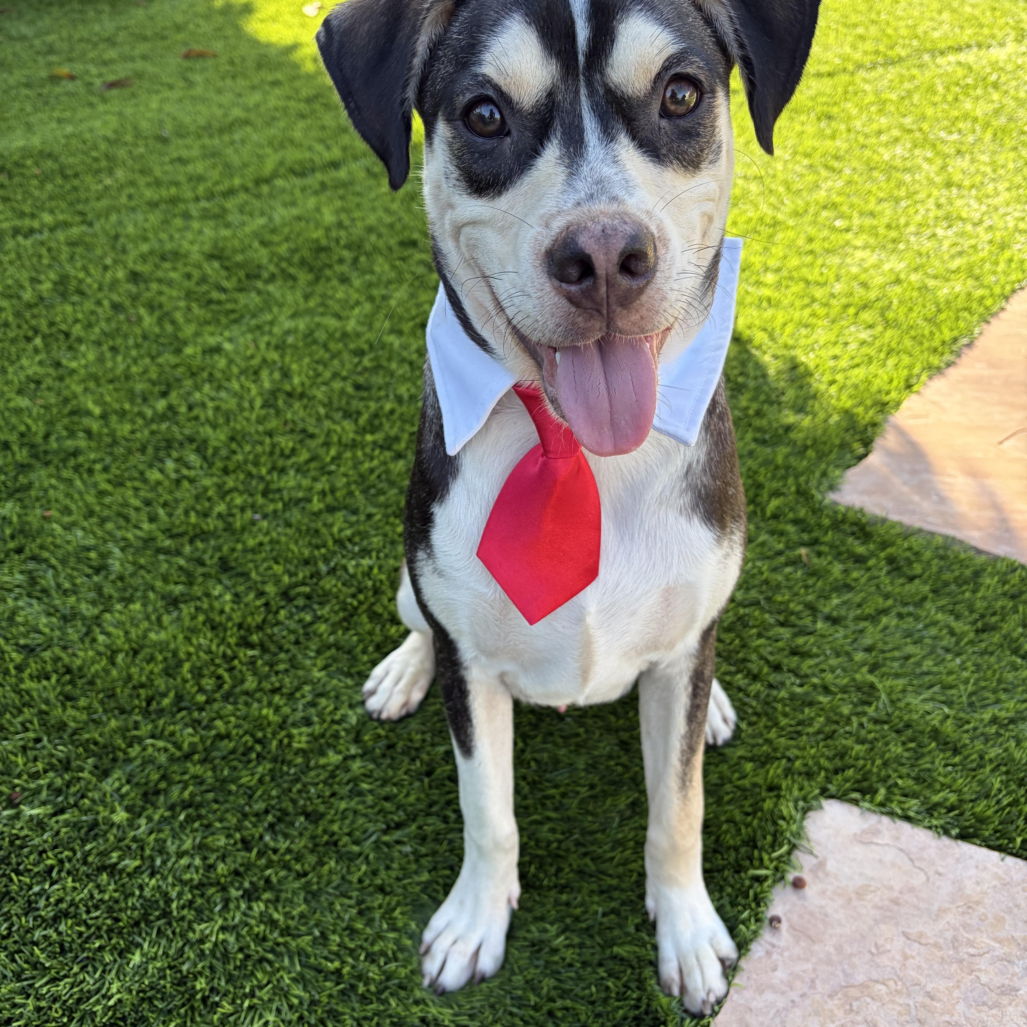 Cooper, a ADOPTABLE mixed breed in Poway, CA image 3/3