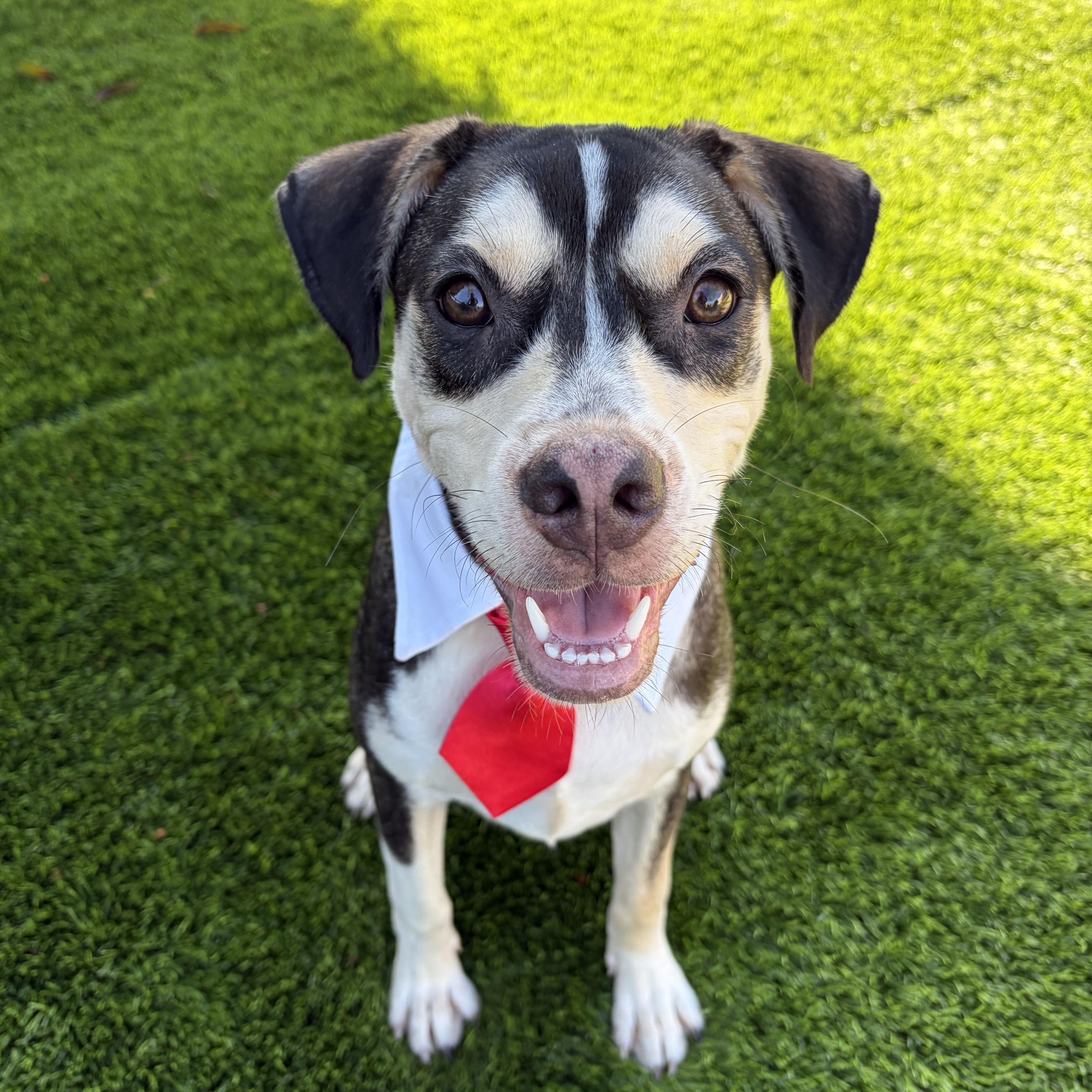 Cooper, ADOPTABLE, Puppy Male Puggle & Shepherd.