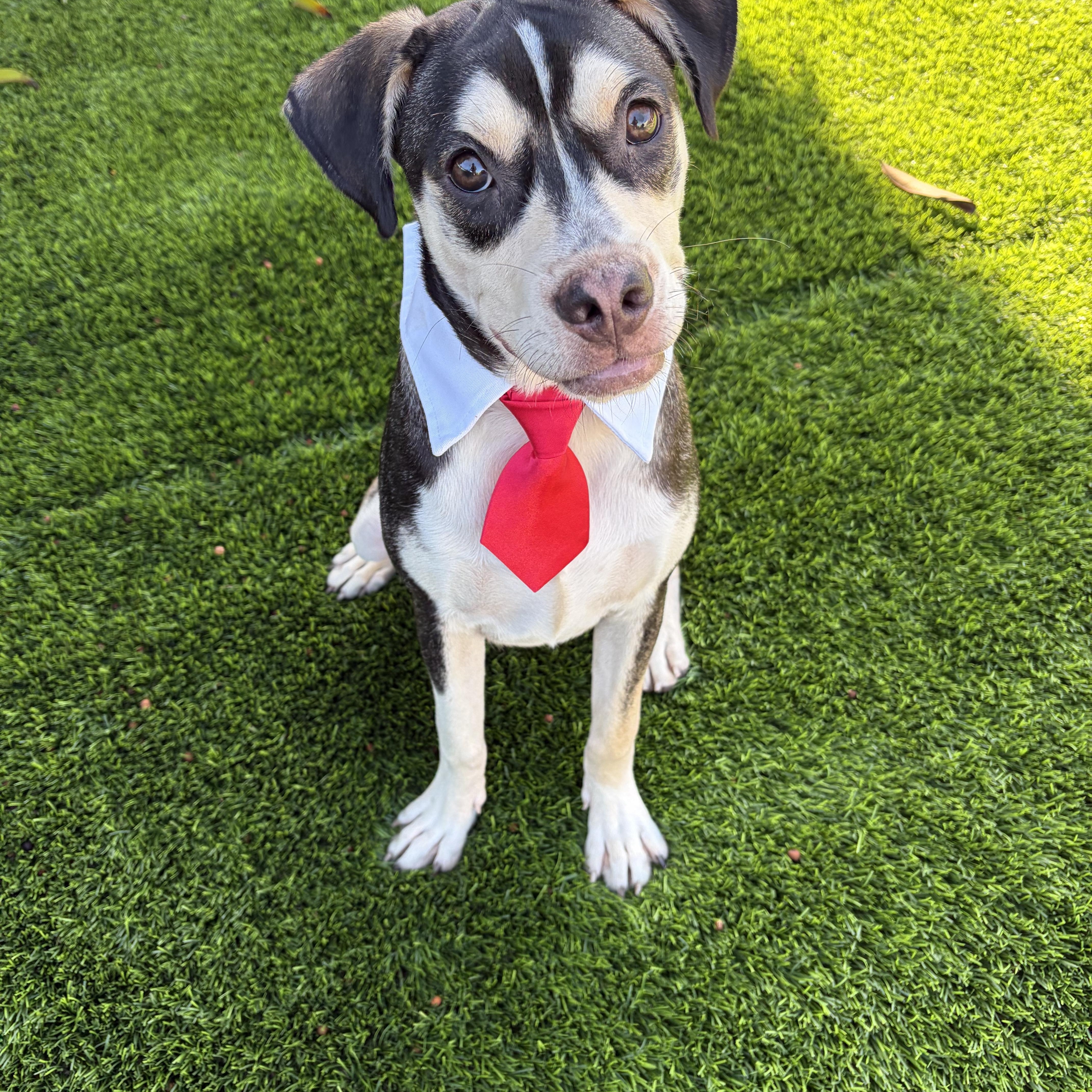 Cooper, a ADOPTABLE mixed breed in Poway, CA image 2/3