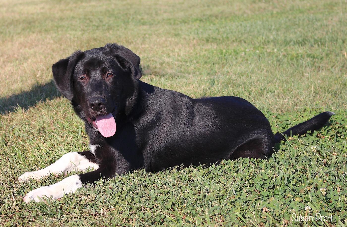 Enlarge Boone, an adopted mixed breed in Bedford, VA image 3/3