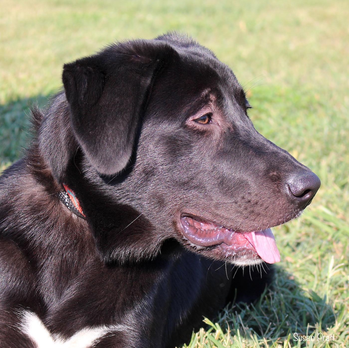 Boone, adopted, Young Male Labrador Retriever & Great Pyrenees.