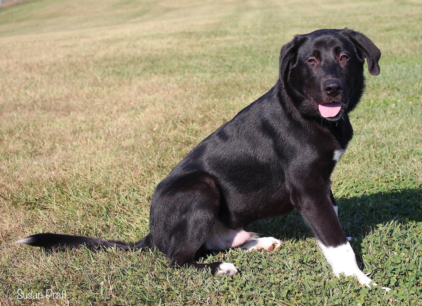 Enlarge Boone, an adopted mixed breed in Bedford, VA image 2/3
