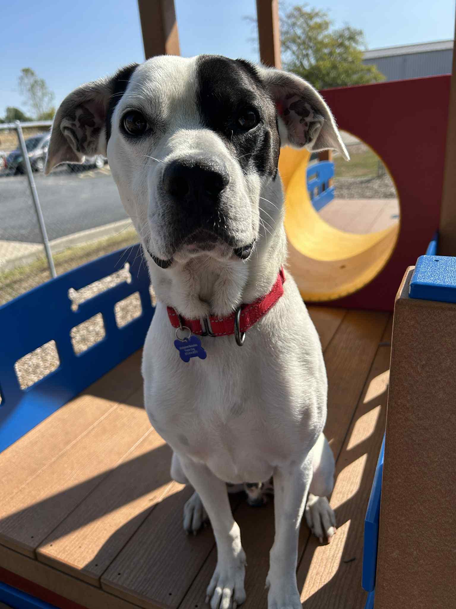 Milo