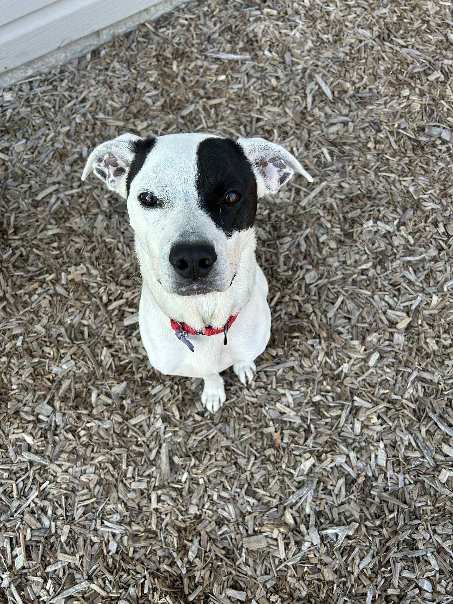 Milo