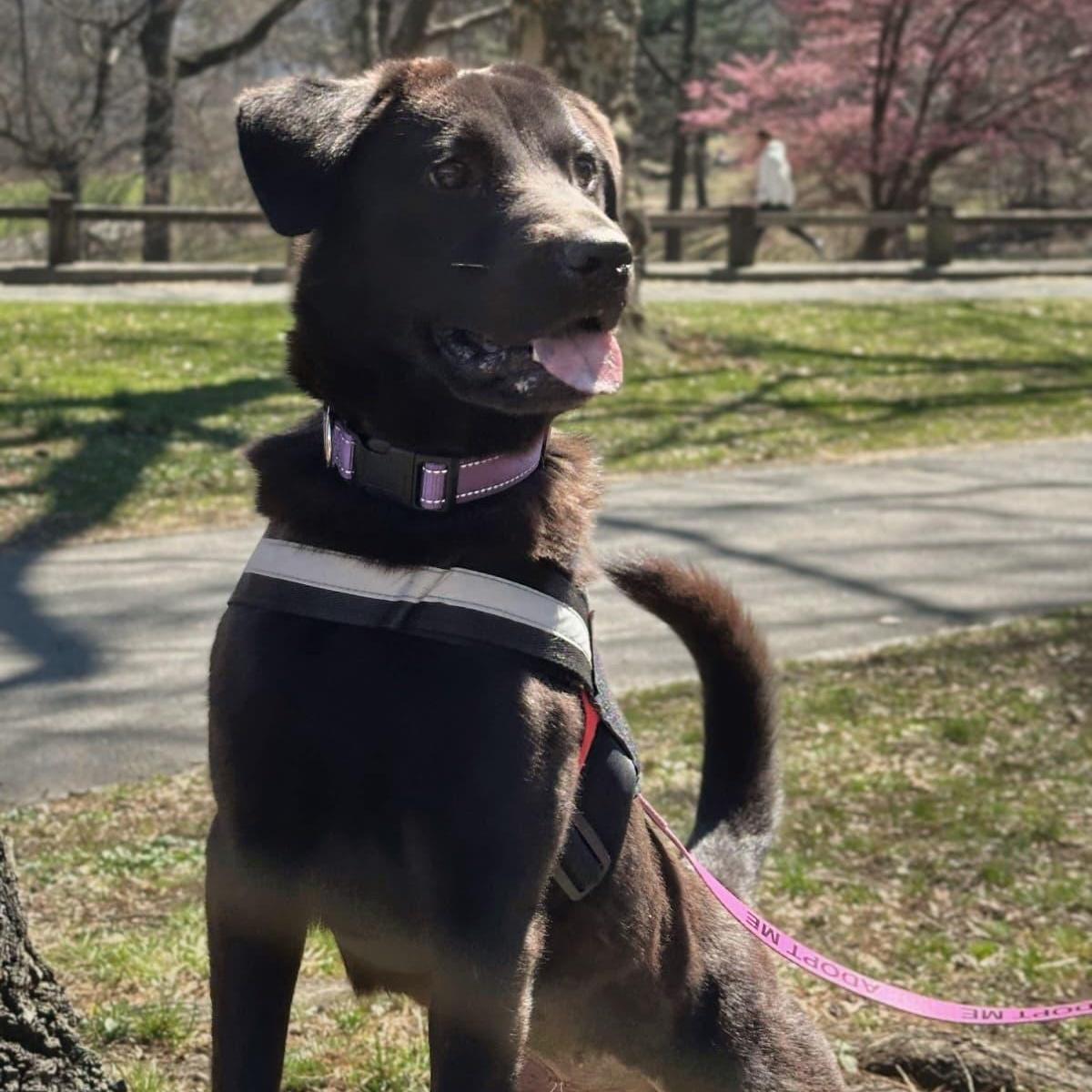 Enlarge Onyx, an adopted mixed breed in New York, NY image 2/5