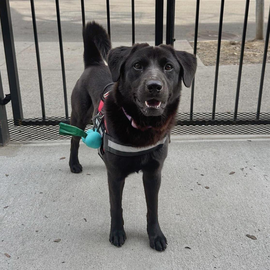 Enlarge Onyx, an adopted mixed breed in New York, NY image 5/5