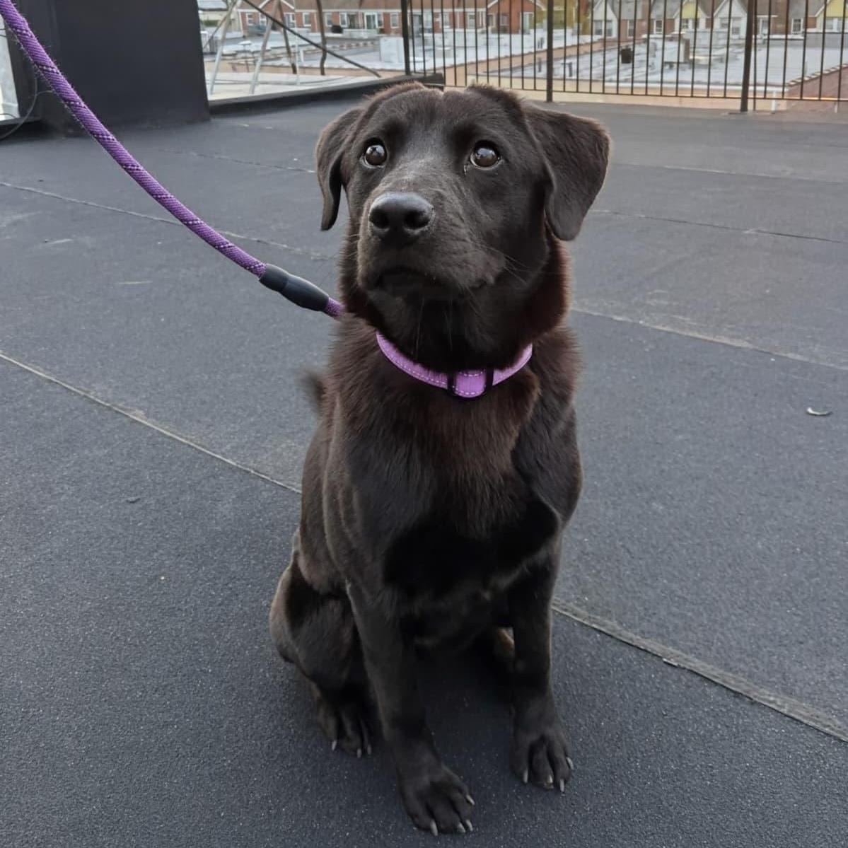 Enlarge Onyx, an adopted mixed breed in New York, NY image 1/5
