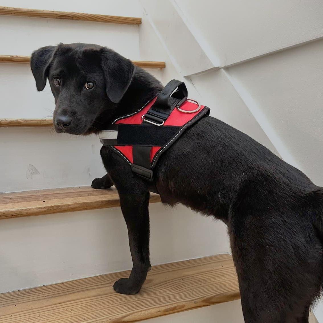 Enlarge Onyx, an adopted mixed breed in New York, NY image 4/5