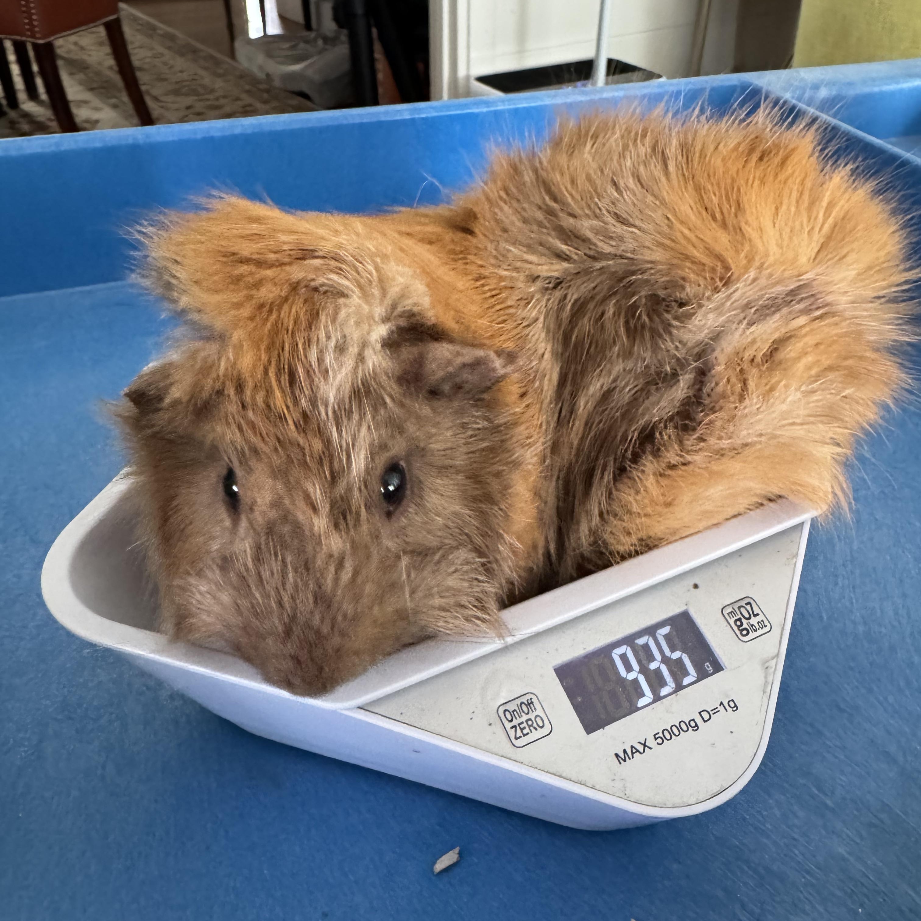 Butterball, ADOPTABLE, Adult Male Guinea Pig.